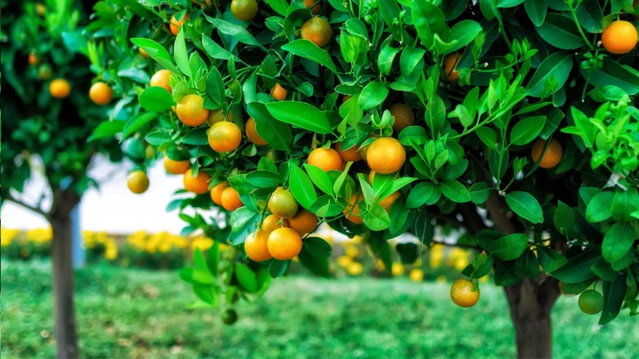 Žižole fruits hanging on a tree during harvest season
