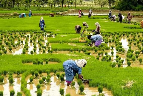 Local farmers working in sodziu village fields