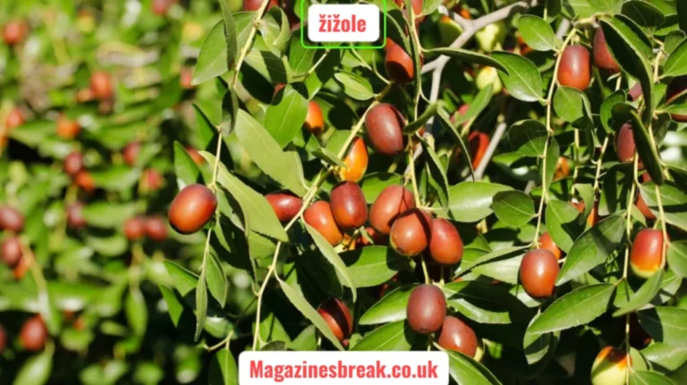 žižole fruit memory psychology emotional trigger